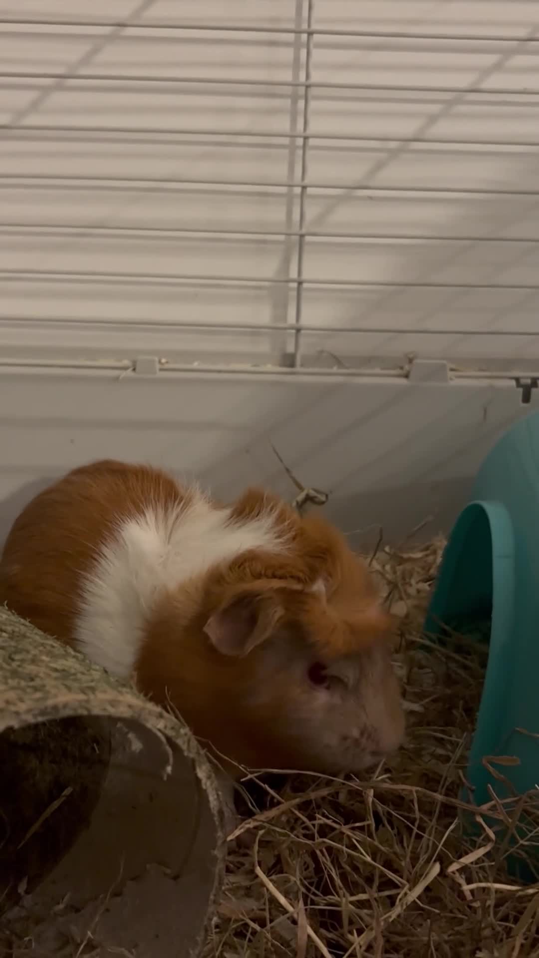 Guinea Pig rodents for sale: 2 male guinea pigs  in Dartford - Video 1