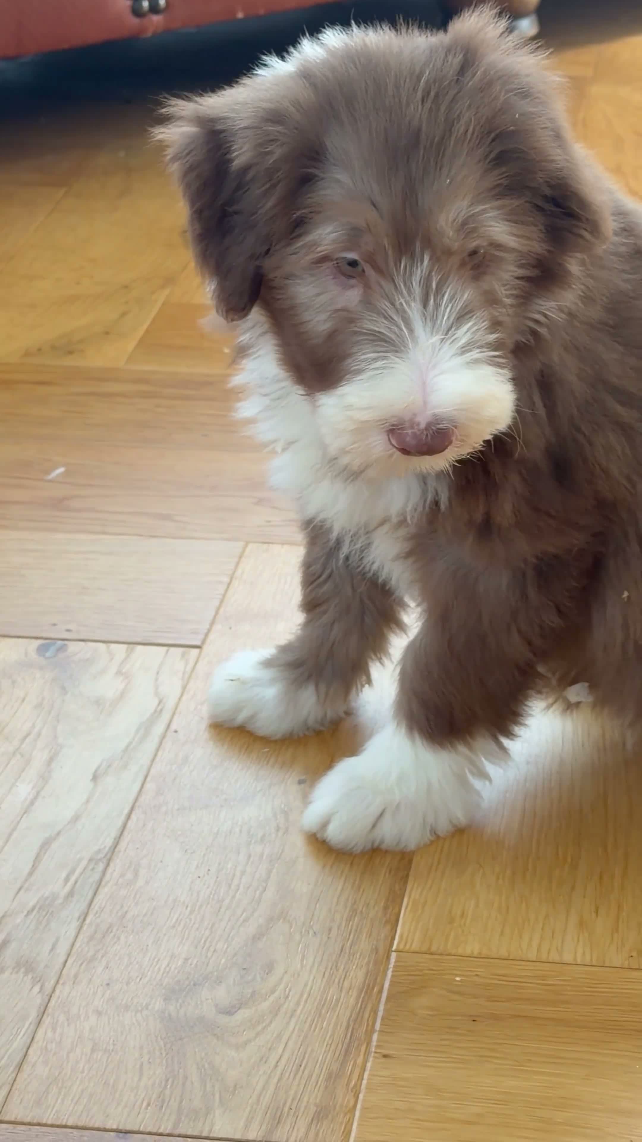 Bearded Collie dogs for sale: Beautiful Bearded Collie Puppies  - Video 5
