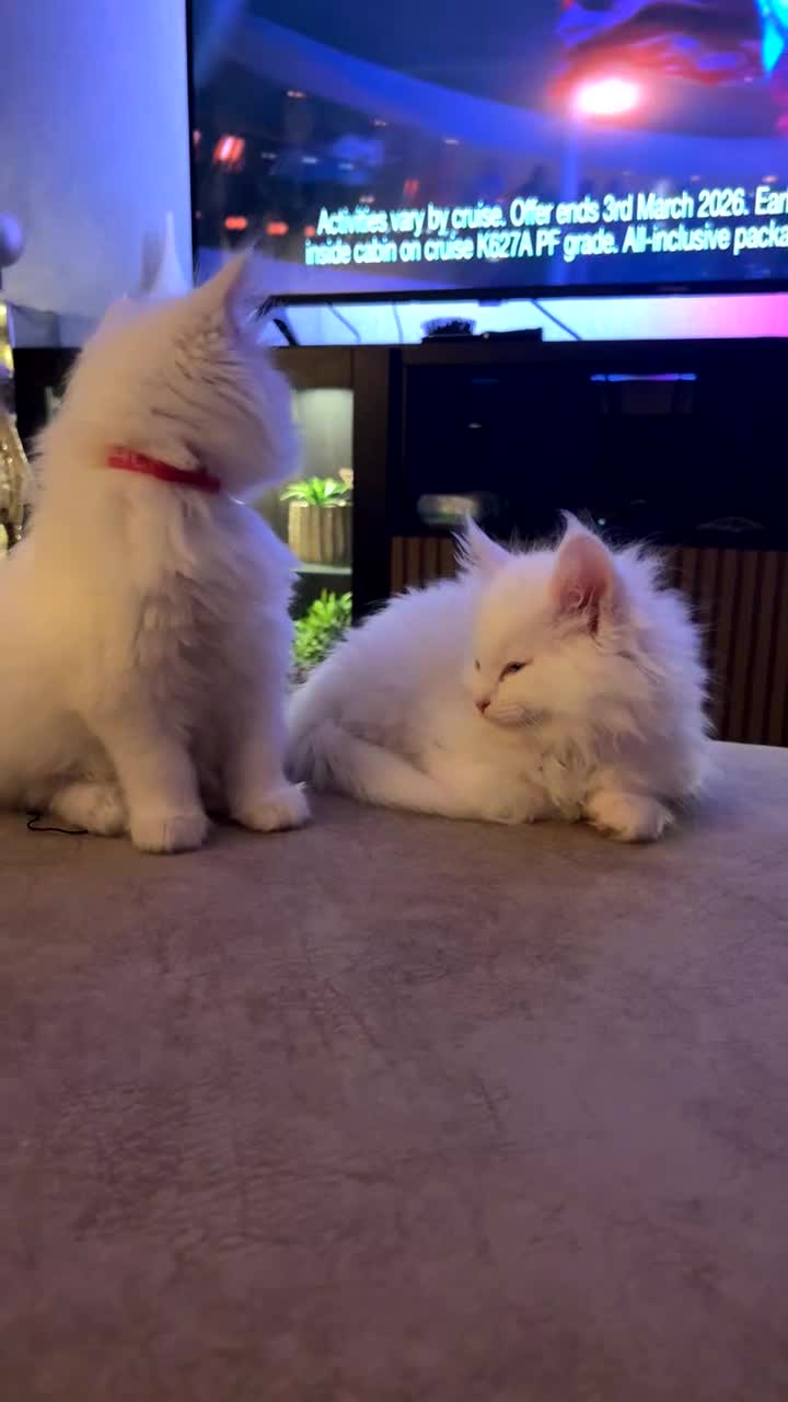 Maine Coon cats for sale: Stunning white and smoke Xl Maine coons (odd eyes) - Video 2