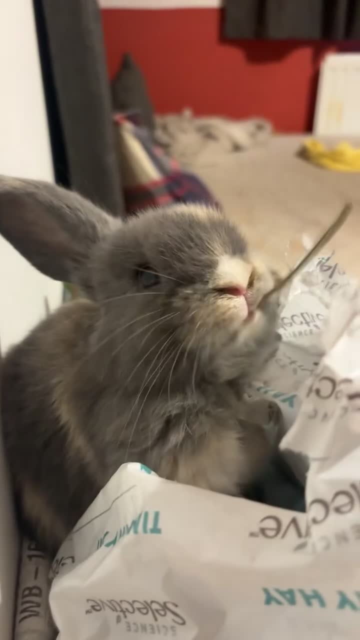 Mixed Breed rabbits for sale: Diesel in Sheerness - Video 1