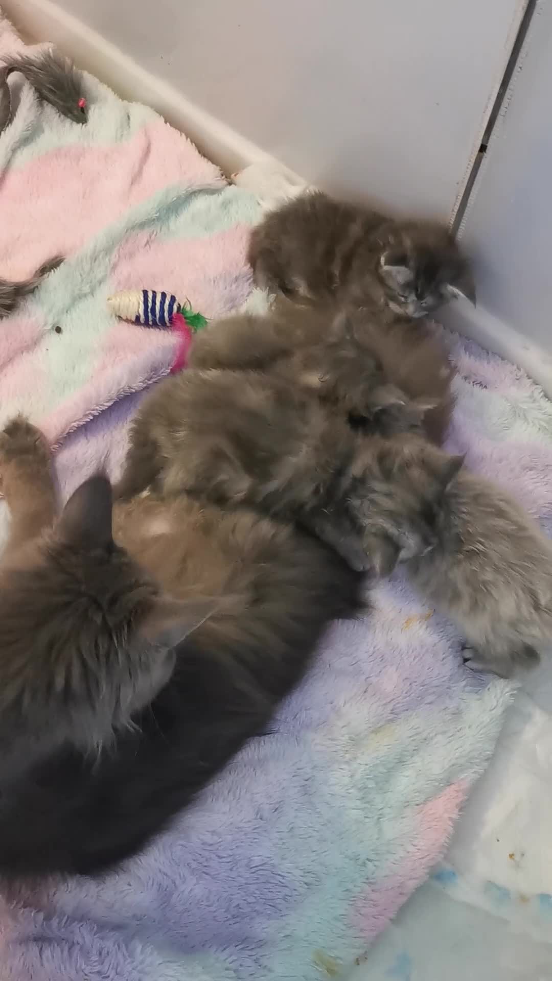 Maine Coon cats for sale: Chunky Maine Coon kittens available for sale  - Video 1