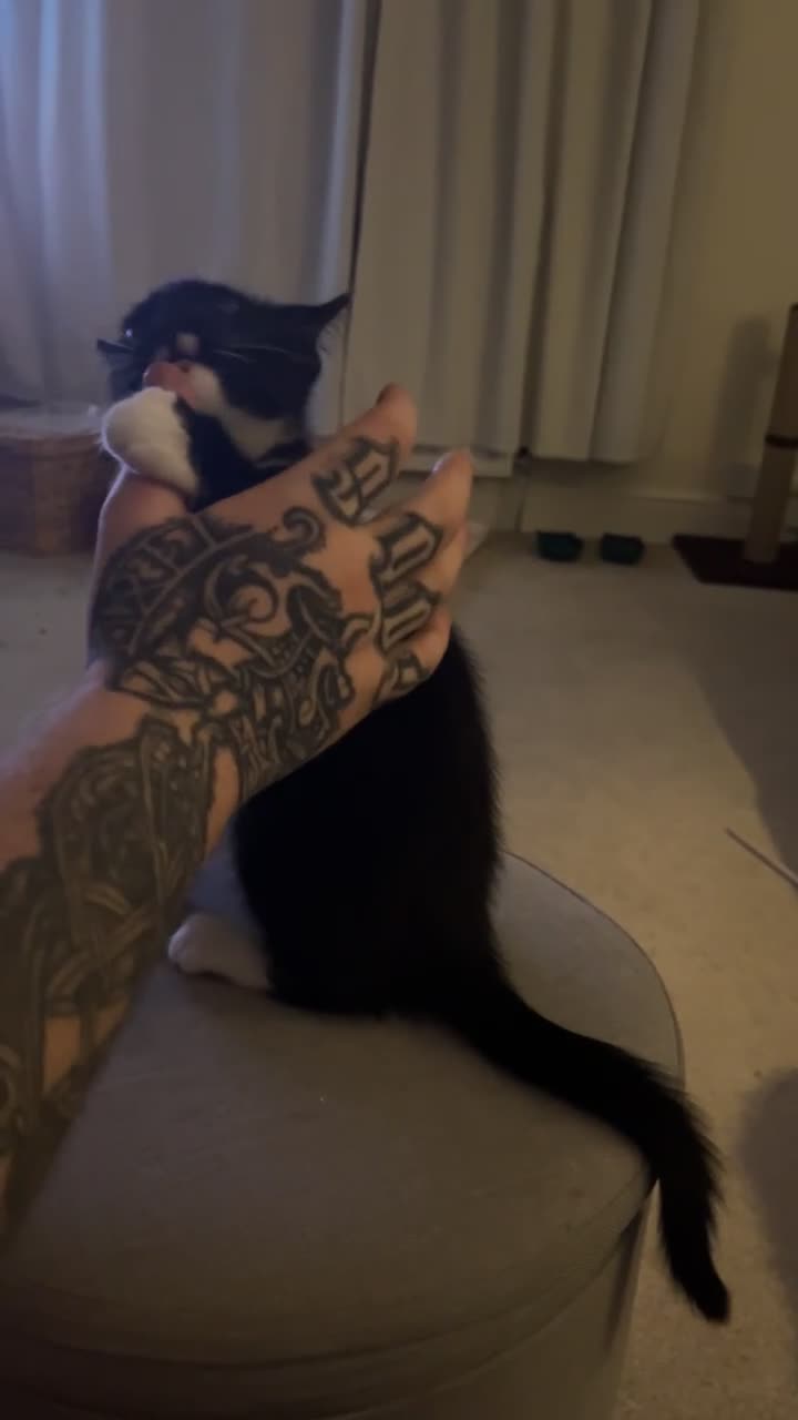 Maine Coon cats for sale: 3/4Month old Kitten 50% Maine coon 50% Mixed - Video 1