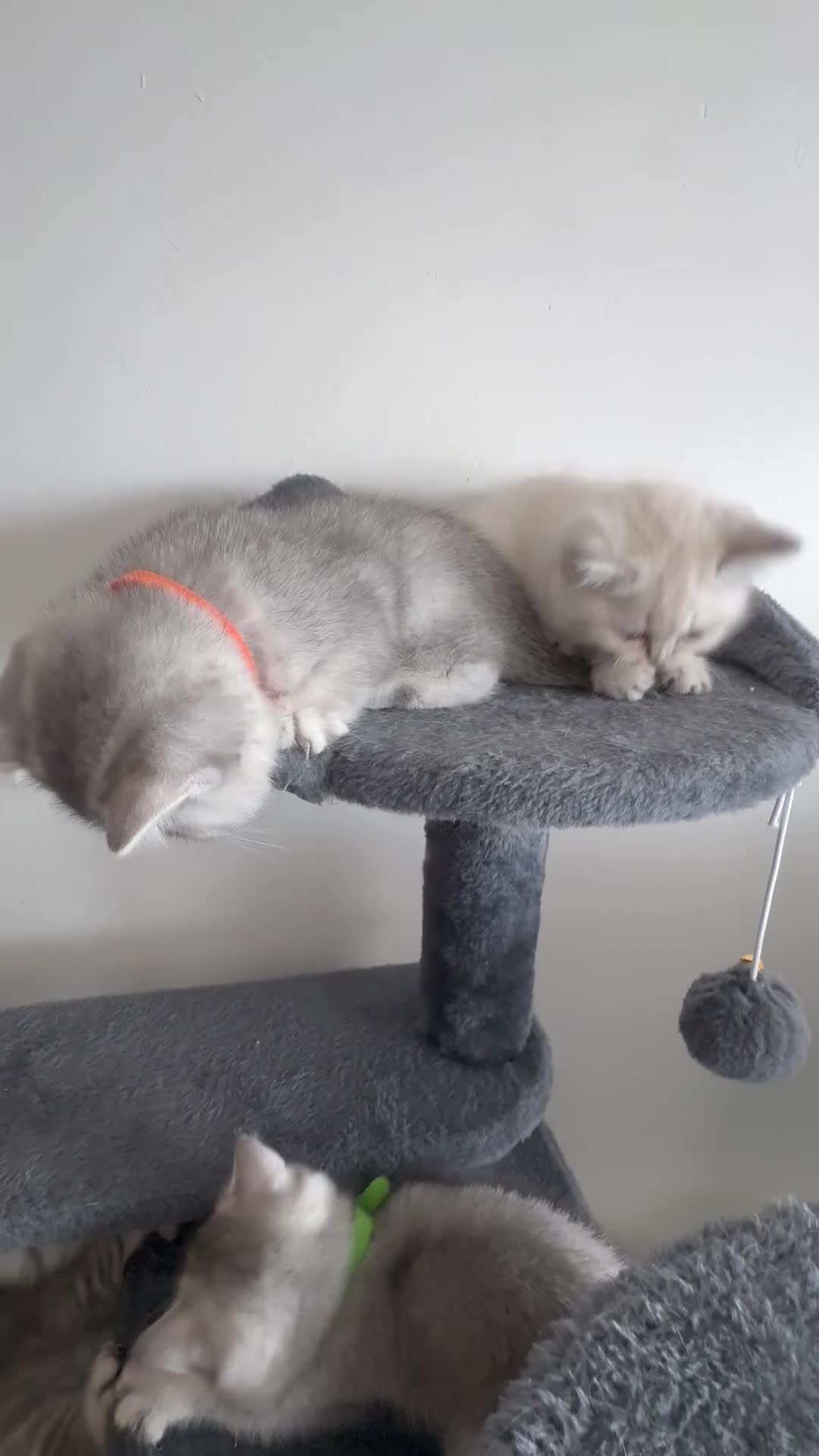 British Shorthair cats for sale: 5 Beautiful British Short hair kittens in Birmingham - Video 1