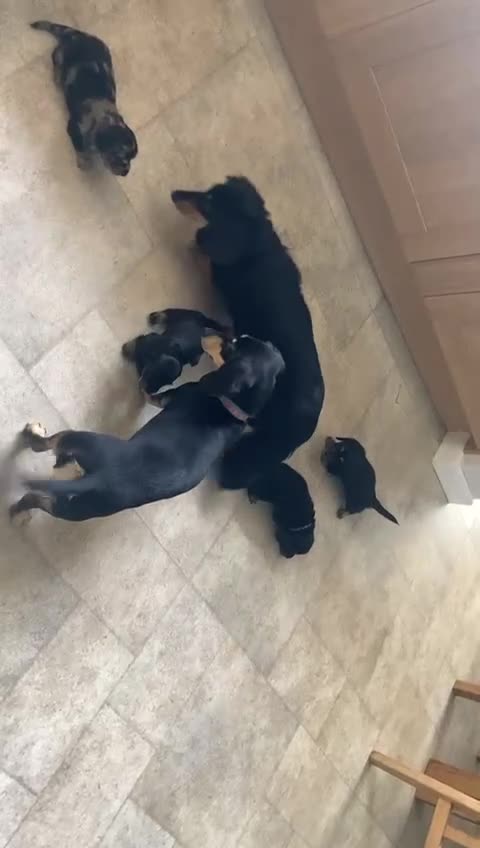 Miniature Dachshund dogs for sale: Miniature Dachshund Puppies in Manchester - Video 1