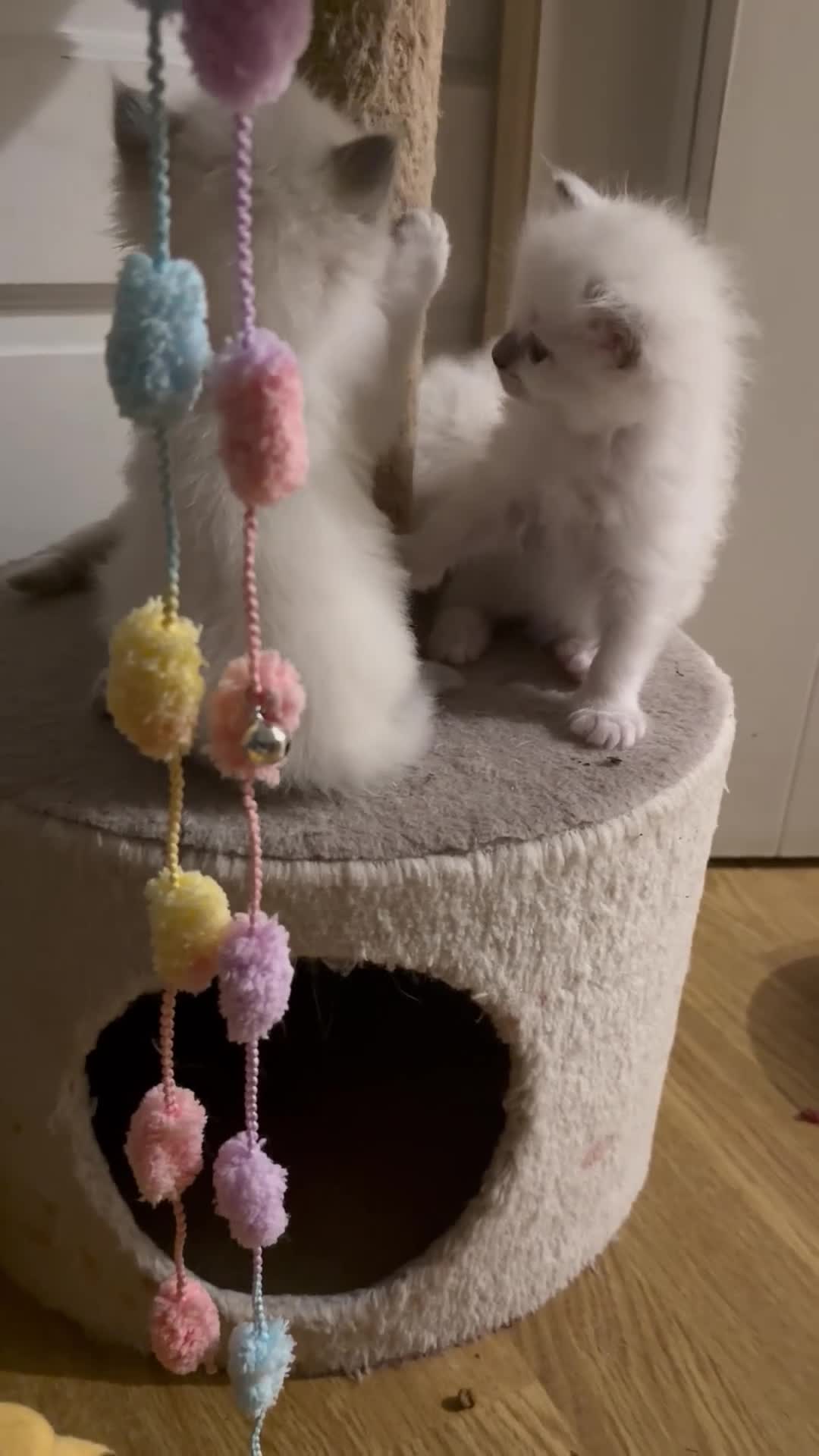 Ragdoll cats for sale: Ragdoll kittens available  - Video 2