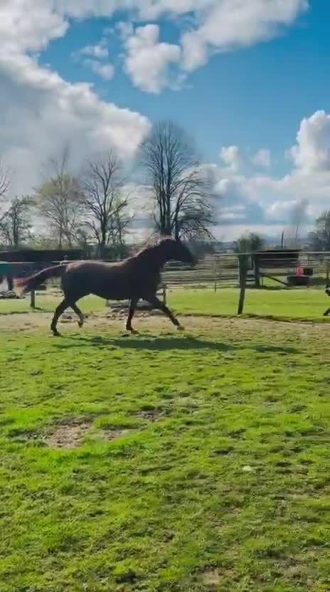 Belgian Warmblood horses for sale:  BROODMARE ONLY – NOT FOR RIDING – 9yo 15.2hh  - Video 2