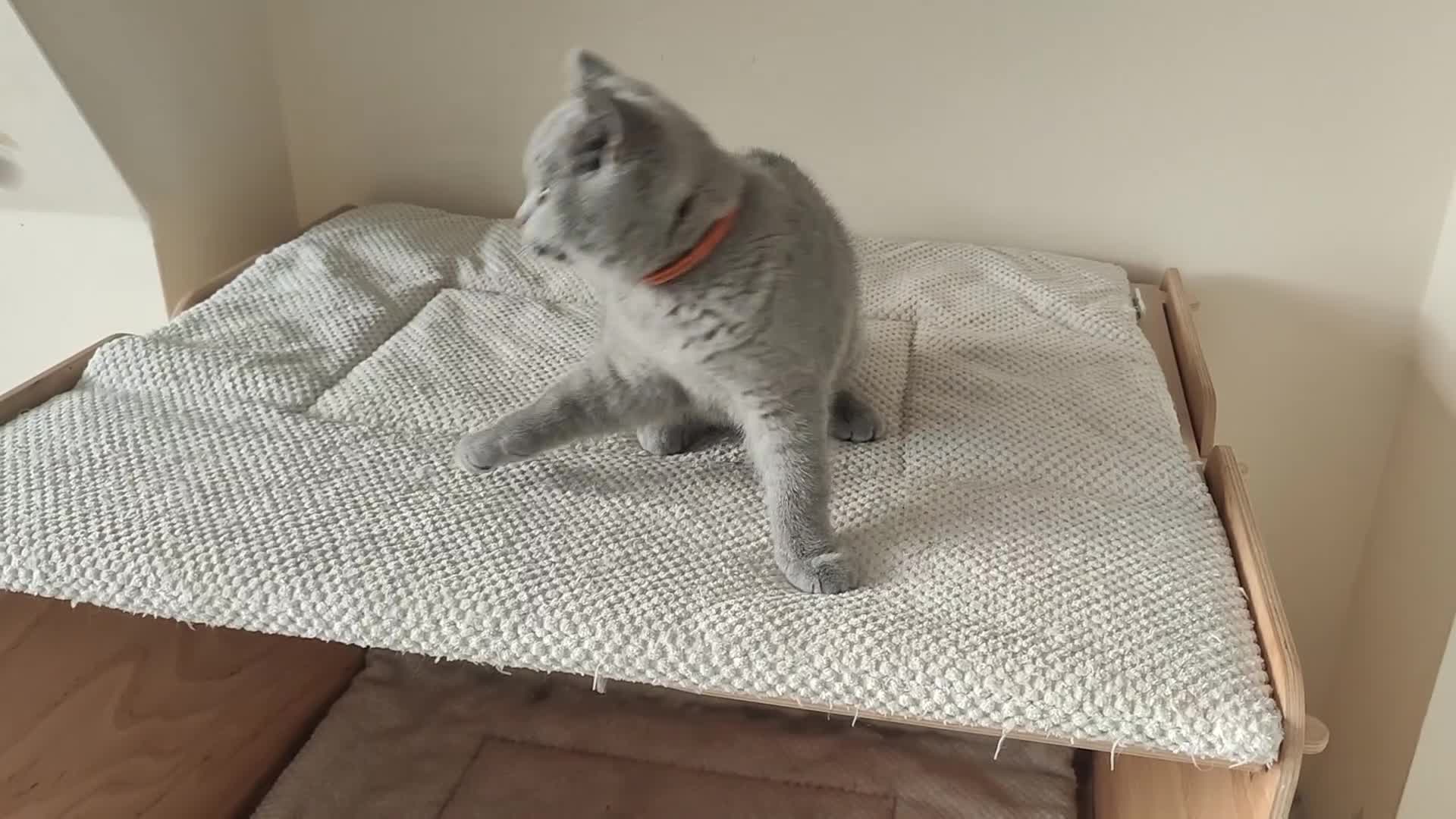 British Shorthair cats for sale: Amazing British shorthair blue kittens in Ware - Video 2
