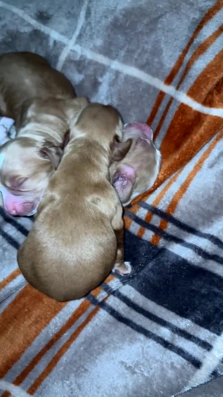Cocker Spaniel dogs for sale: Working Cocker spaniel  - Video 2