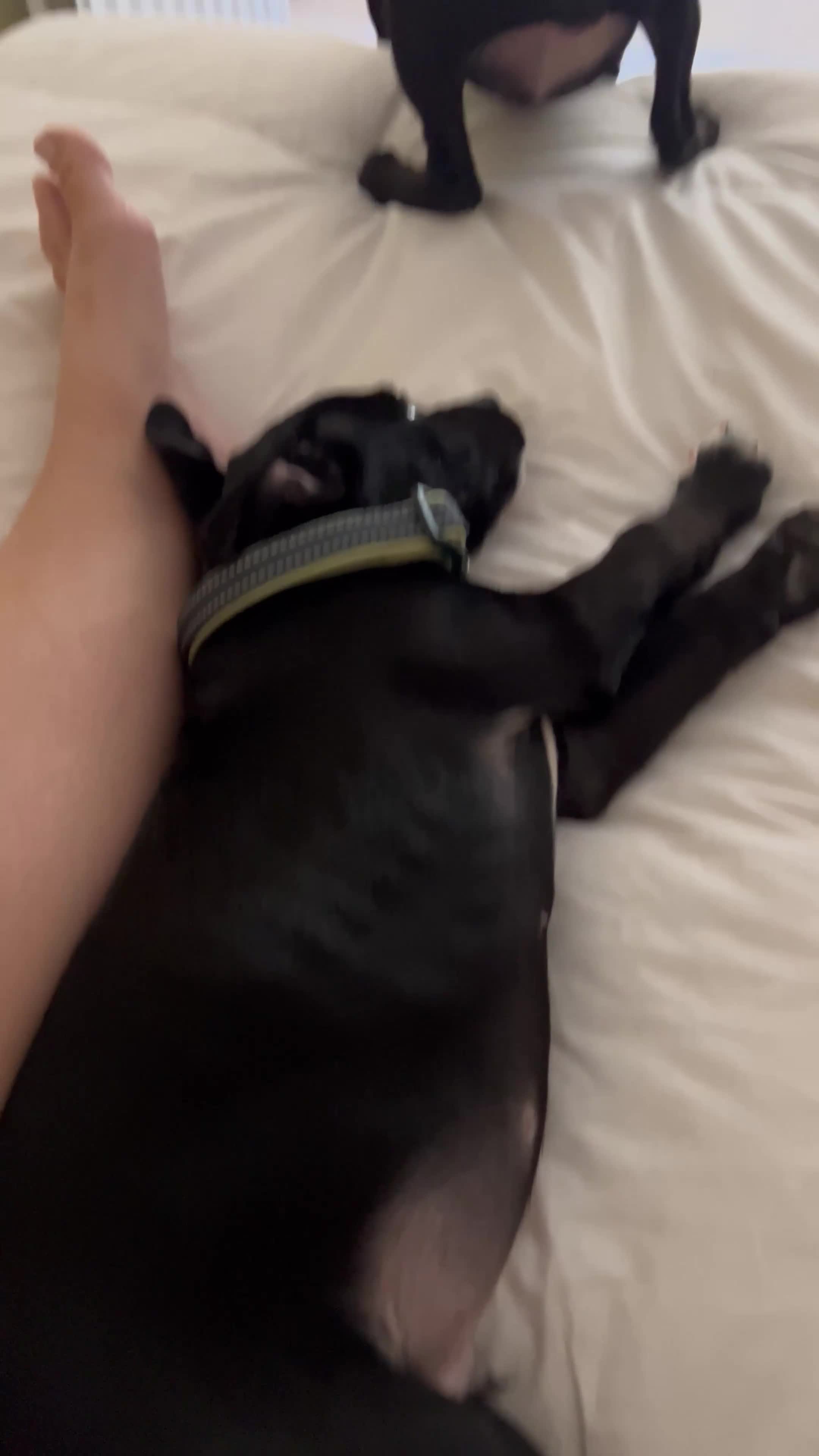 Mixed Breed dogs for sale: 2 playful Labrador puppies - Video 1