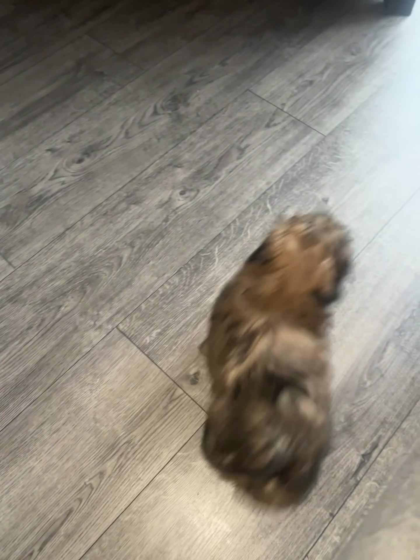 Shih Tzu dogs for sale: READY TO LEAVE GORGEOUS KC girl left - Video 1