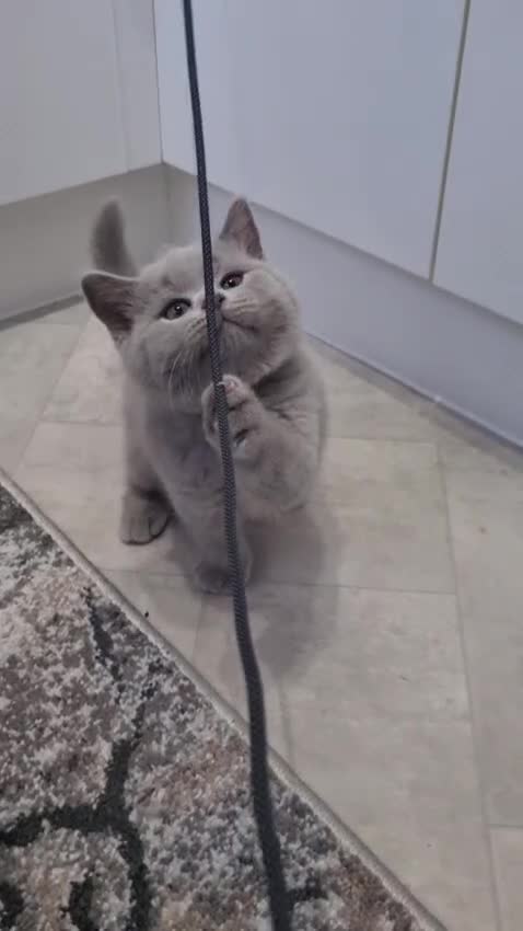 British Shorthair cats for sale: Pedigree GCCF Registered Kittens (Active). - Video 1
