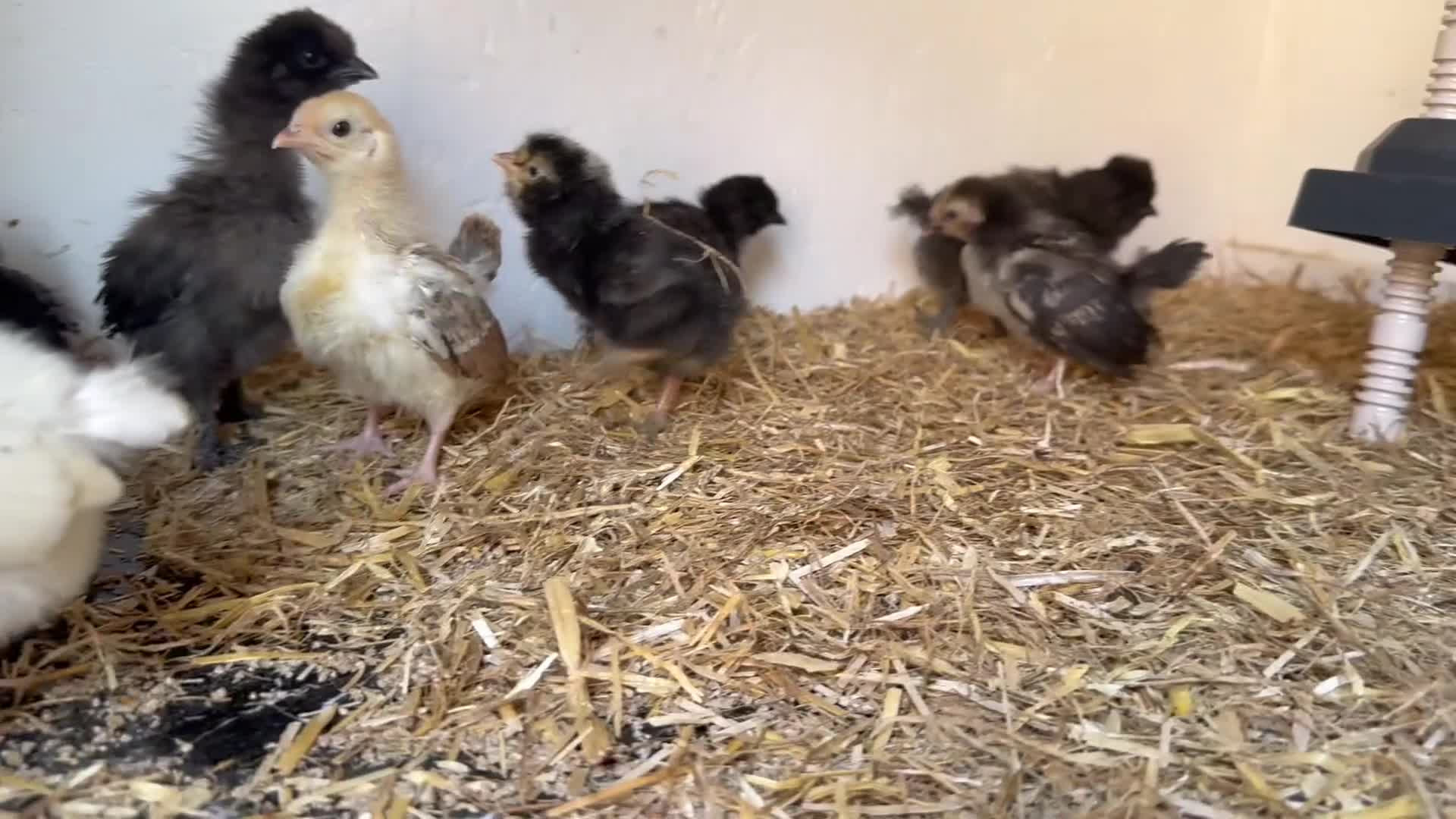 Chickens poultry for sale: Different chicks for sale - Video 2