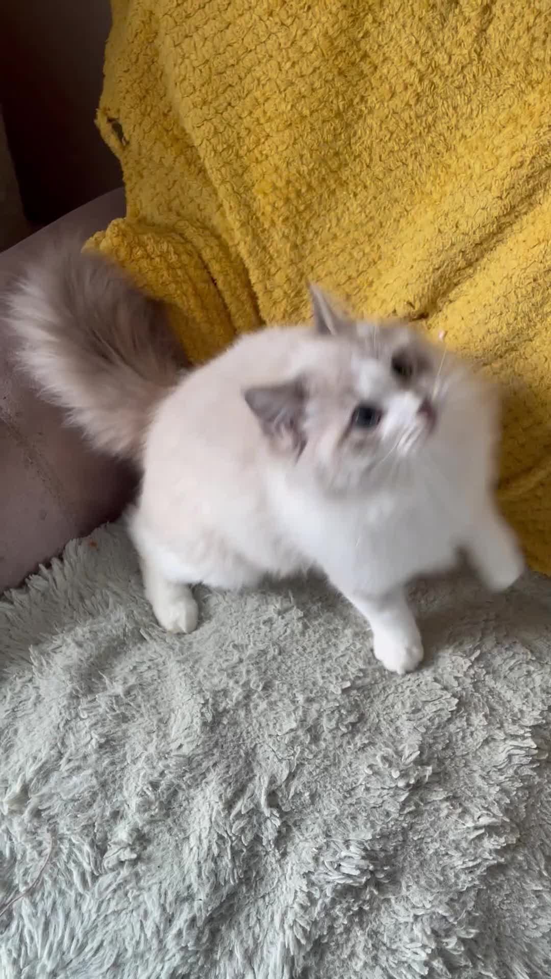 Ragdoll cats for sale: TICA registered blue mink ragdoll kitten - Video 1