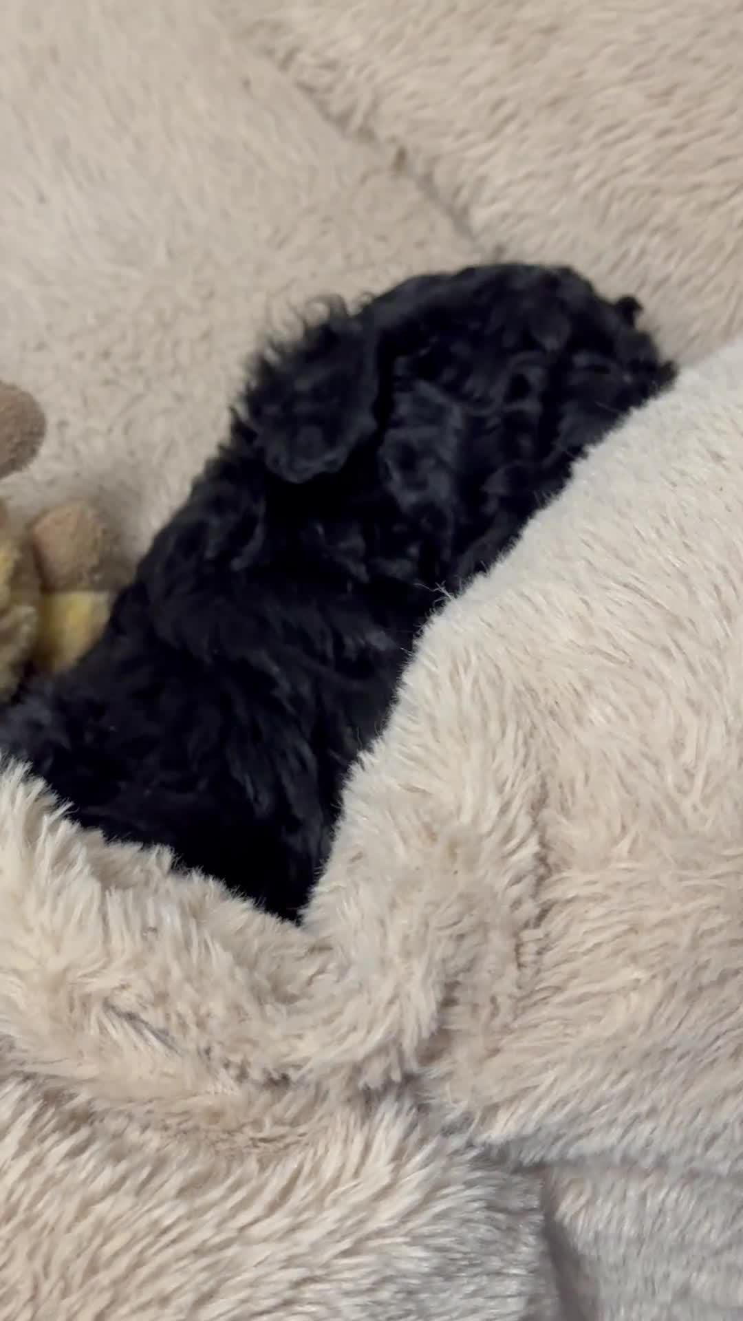 Toy Poodle dogs for sale: Tiny toy poodle boys available for reservation - Video 2