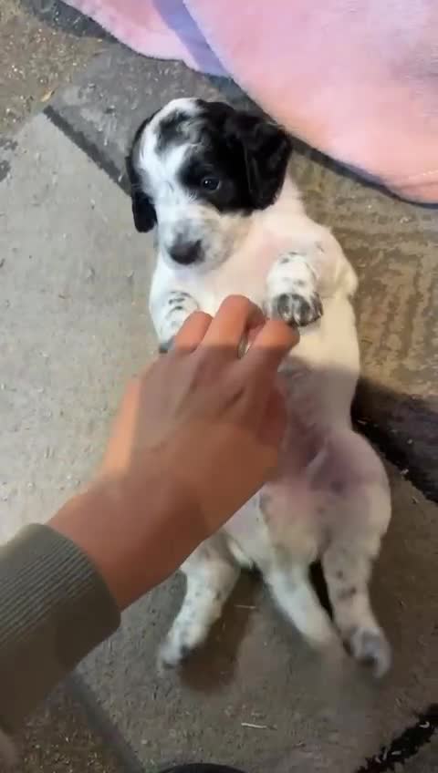 Cockapoo dogs for sale: 7 Gorgeous Cockapoo puppies for sale in St Albans - Video 3
