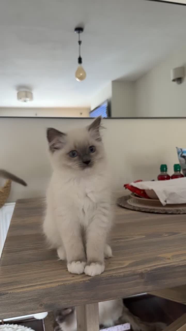 Ragdoll cats for sale: 🎀 2 GIRLS LEFT PUREBRED European Ragdolls 🎀  - Video 1
