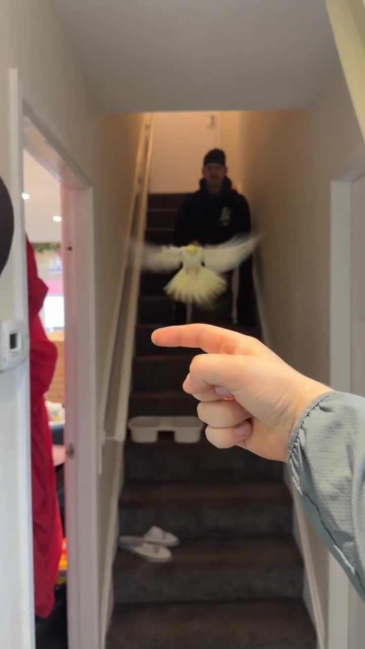 Cockatiels birds for sale: Beautiful hand tame cockatiel in Manchester - Video 1