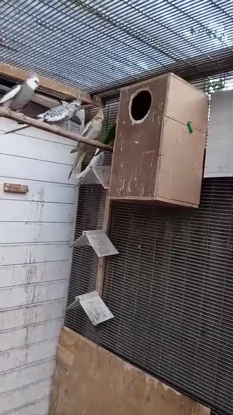 Parrots birds for sale: Cockatiels for sale  - Video 1