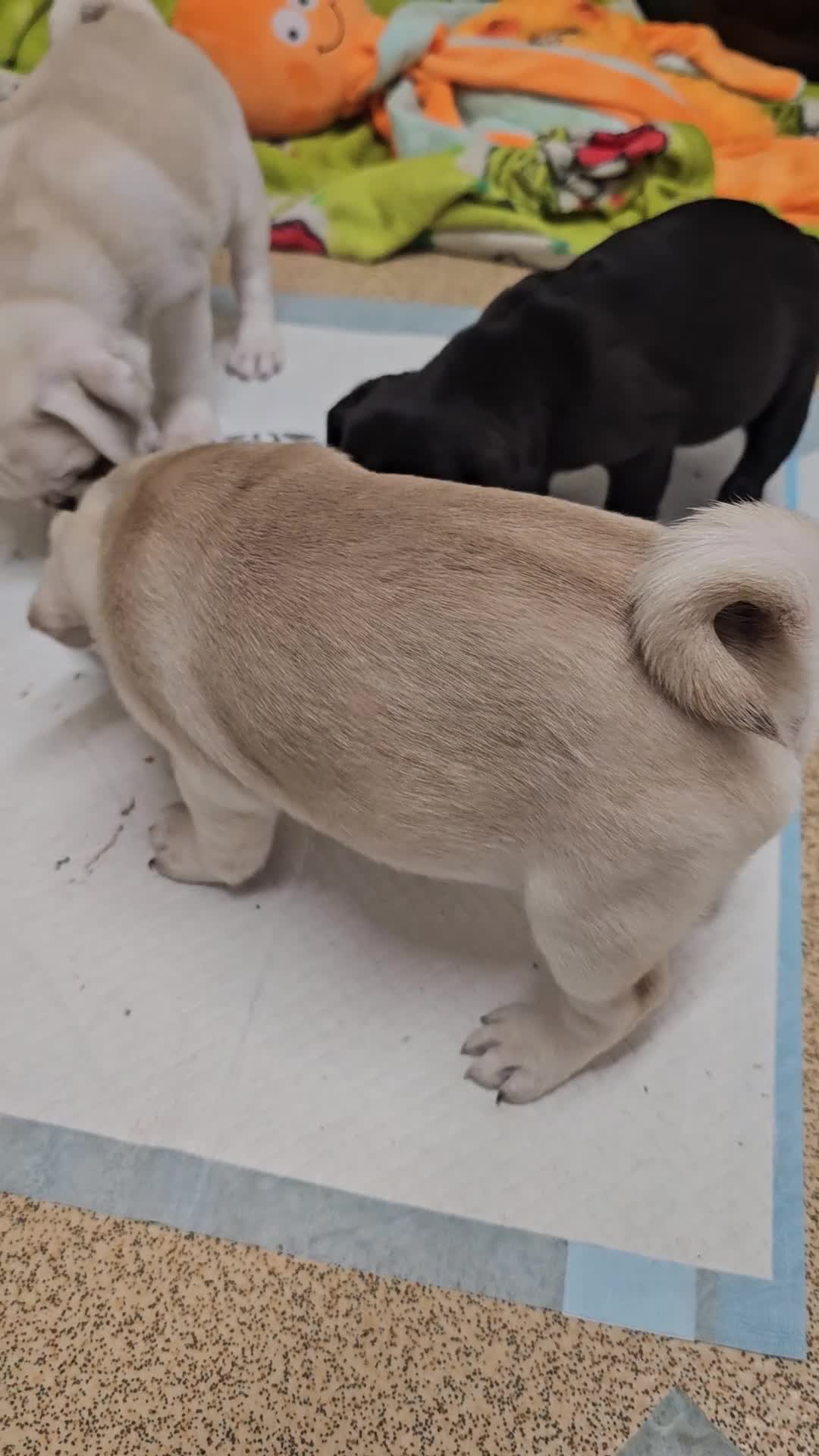 Pug dogs for sale: Gorgeous creamgirl and whiteboy pug ready toleave  - Video 3
