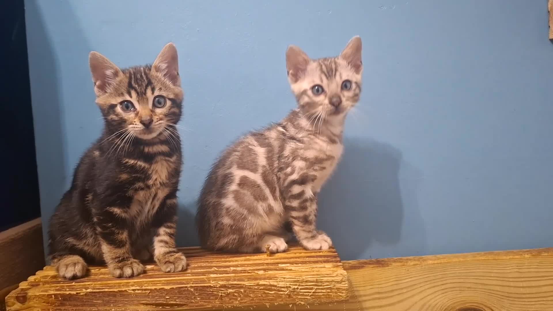 Bengal cats for sale:  Premium Bengal Kittens – 5★ Licensed Cattery - Video 2