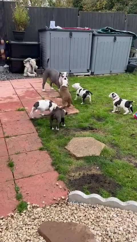 Old Tyme Bulldog dogs for sale: 🩷🩷Old Tyme Bulldog Puppies🩷🩷 - Video 2