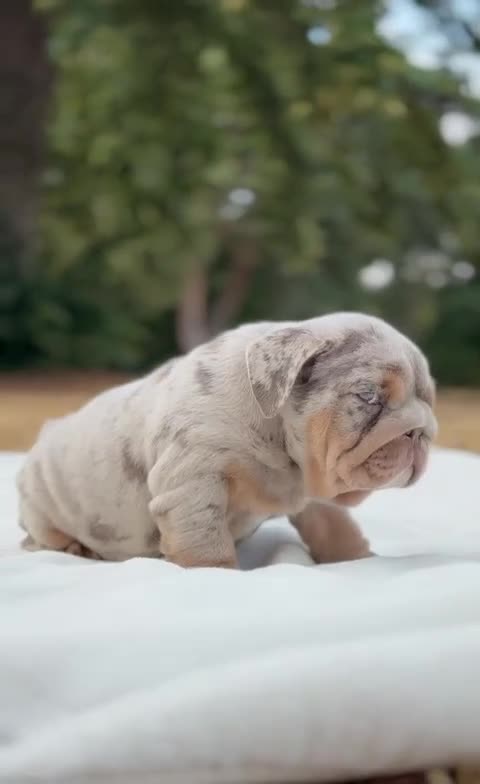 English Bulldog dogs for sale: ⭐️ ENGLISH BULLDOG PUPPIES ⭐️ - Video 1