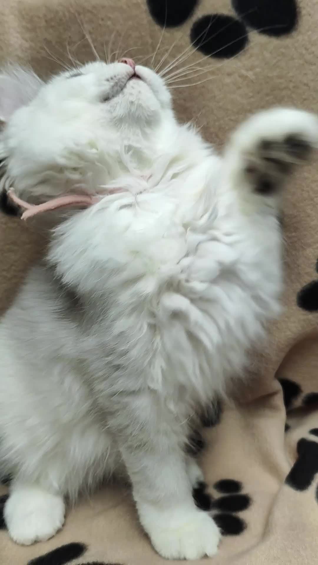 British Longhair cats for sale: PURE TICA BRITISH SHORTHAIR & LONGHAIR KITTENS  - Video 2