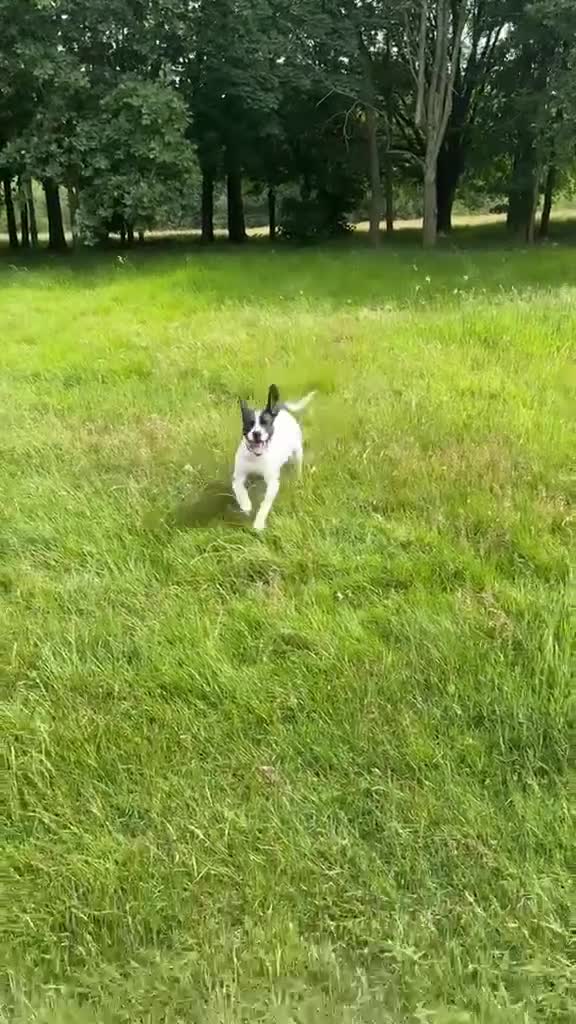 Mixed Breed dogs for sale: Milo  - Video 1