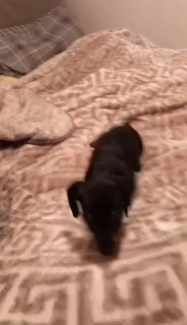 Dachshund dogs for sale: Dashound  - Video 1
