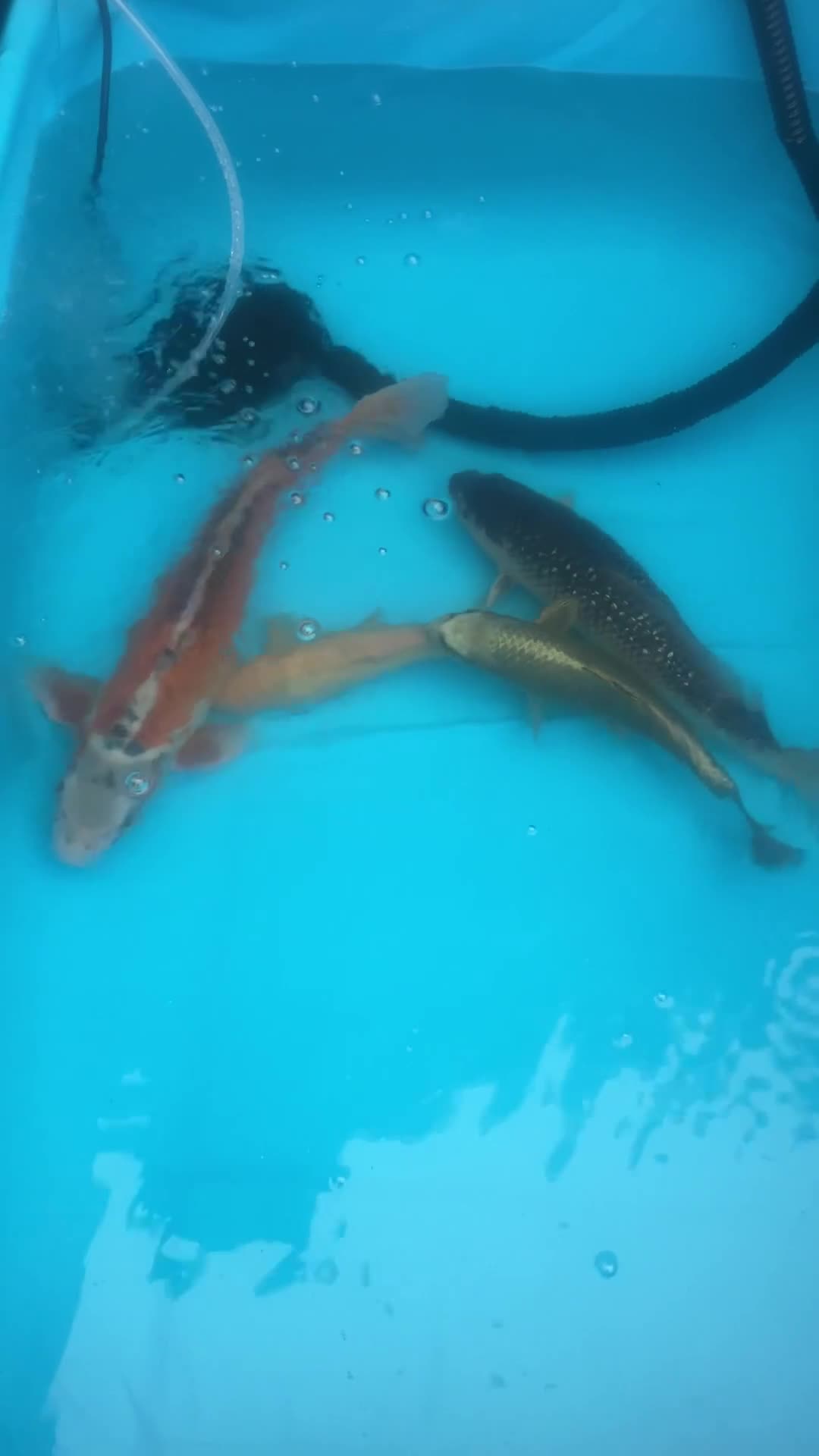 Koi Carp fish for sale: Koi rehoming - Video 2