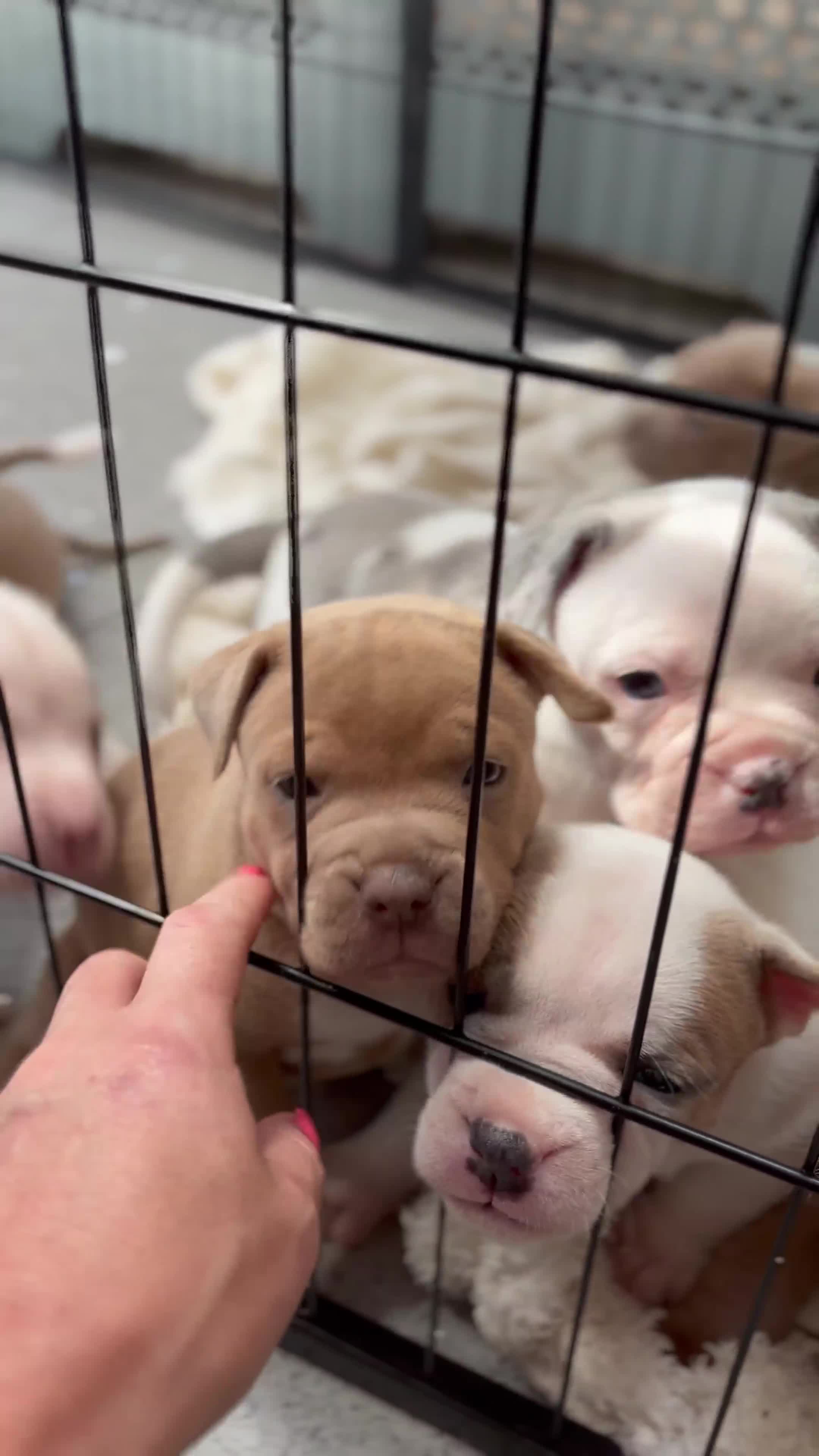 Staffordshire Bull Terrier dogs for sale: Ready now !! - Video 2