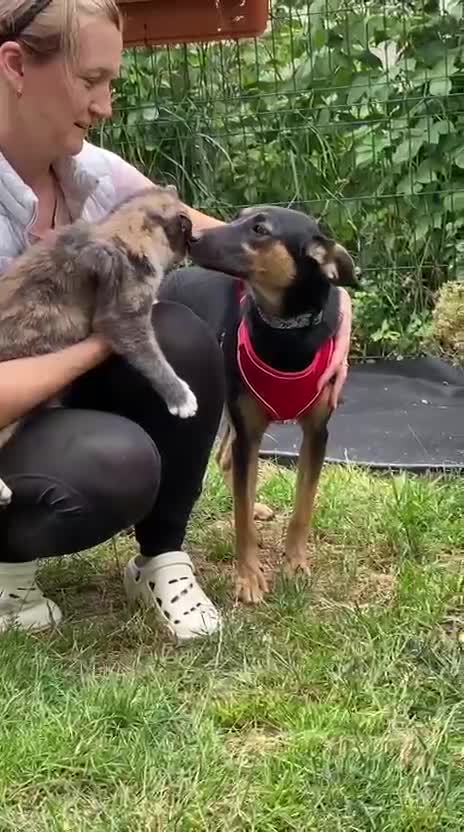 Mixed Breed dogs for adoption: ❤️GINA❤️  14-month-old perfect medium size girl in Burton-on-Trent - Video 1