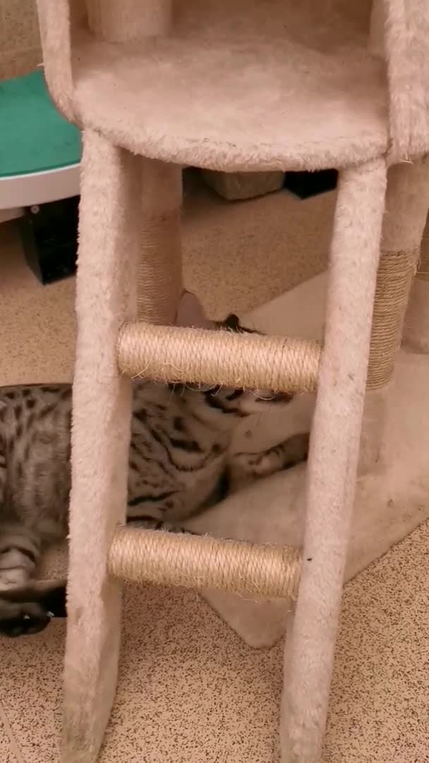 Savannah cats for stud:  silver spotted in Wickford - Video 2