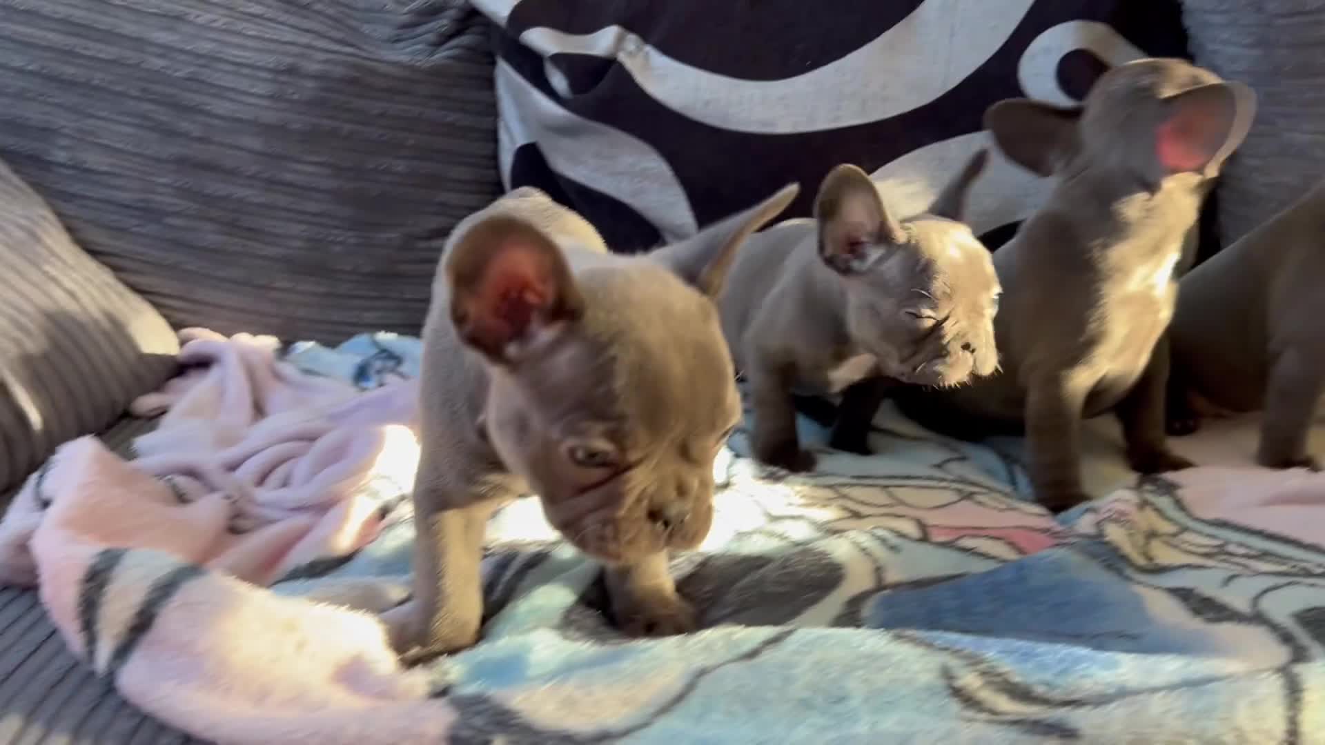 French Bulldog dogs for sale: French Bulldog Blue Girl 12 weeks old ! Last one - Video 1