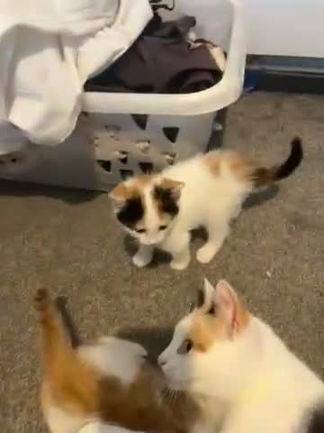 Mixed Breed cats for sale: Ginger, tuxedo and calico kittens - Video 4