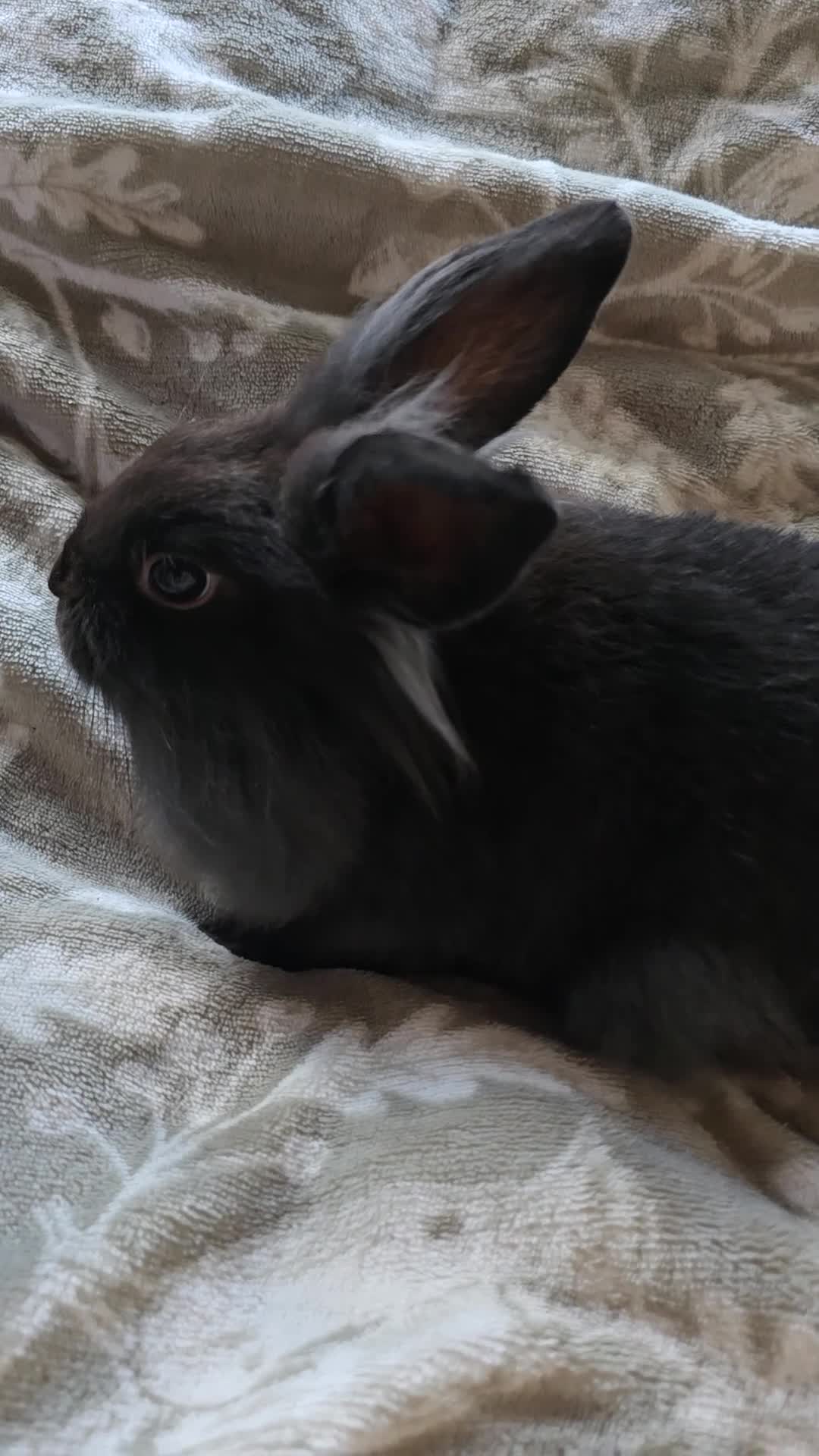 Mini Lop rabbits for sale: 3 little black bunnies pearls silver-plated fur - Video 3