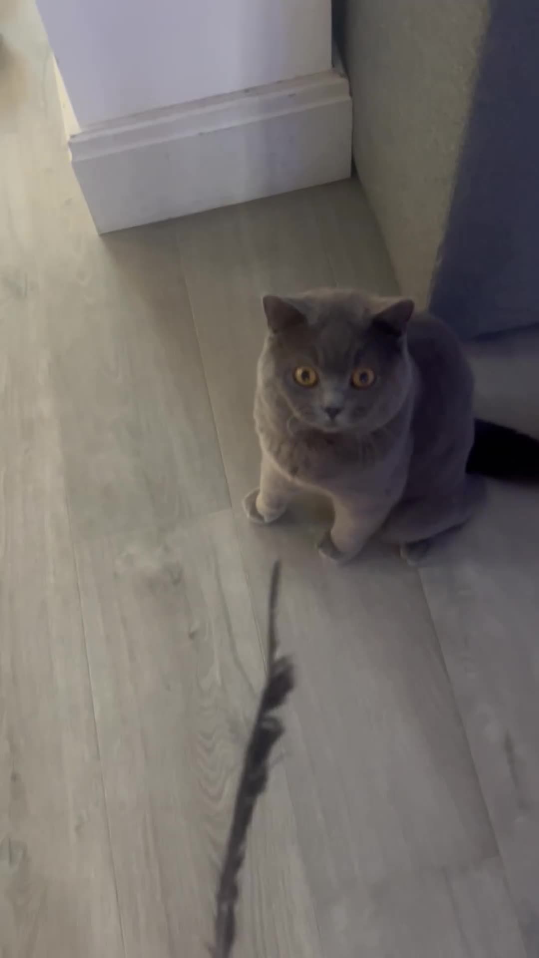 British Shorthair cats for stud: British shorthair STUD in Altrincham - Video 3