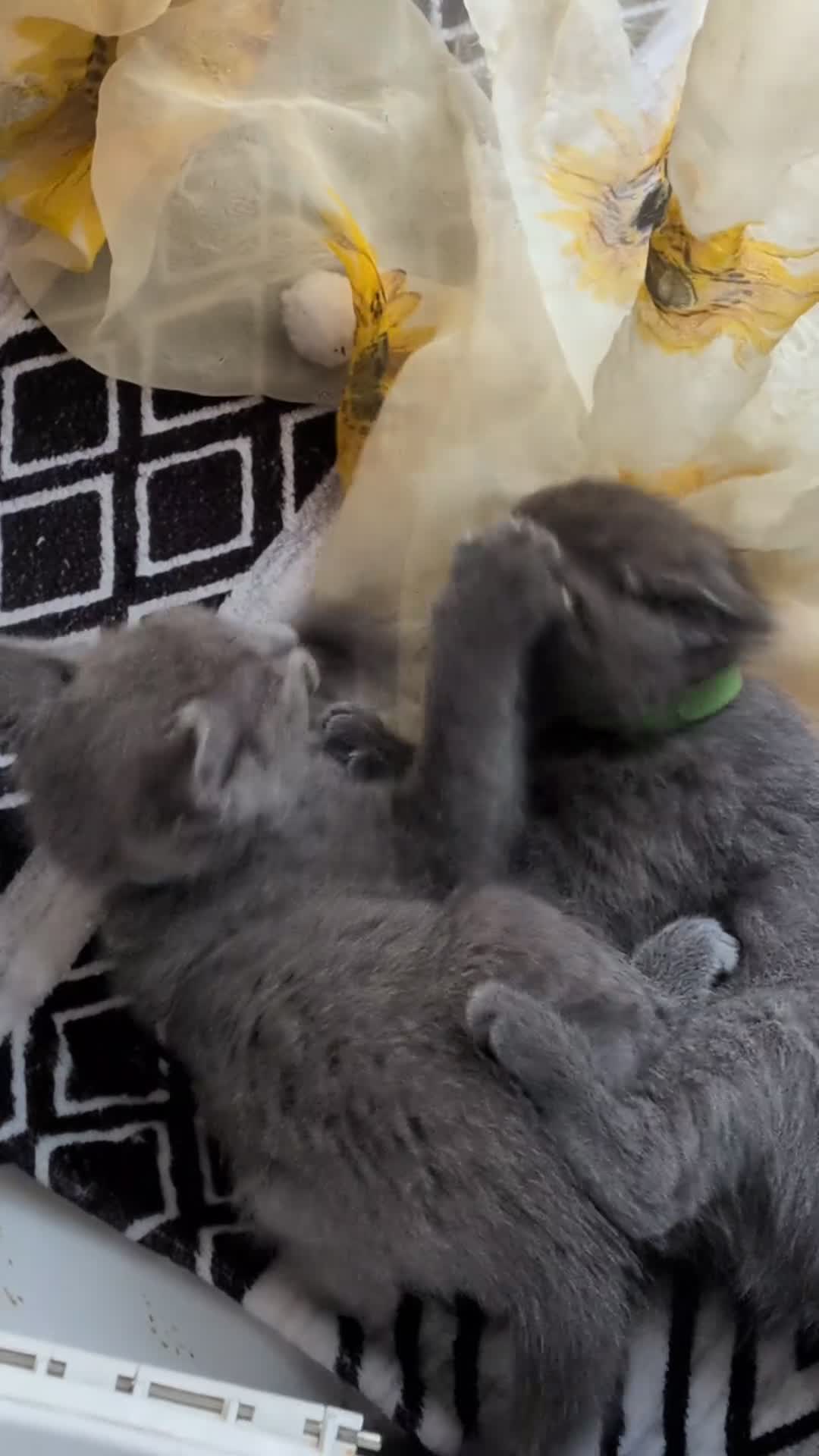 Russian Blue cats for sale: Beautiful russian blue kittens 4 girls ready now  - Video 2