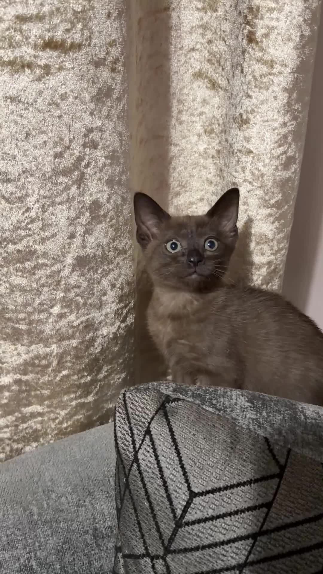Bengal cats for sale: Beautiful baby kitten❤️ - Video 2
