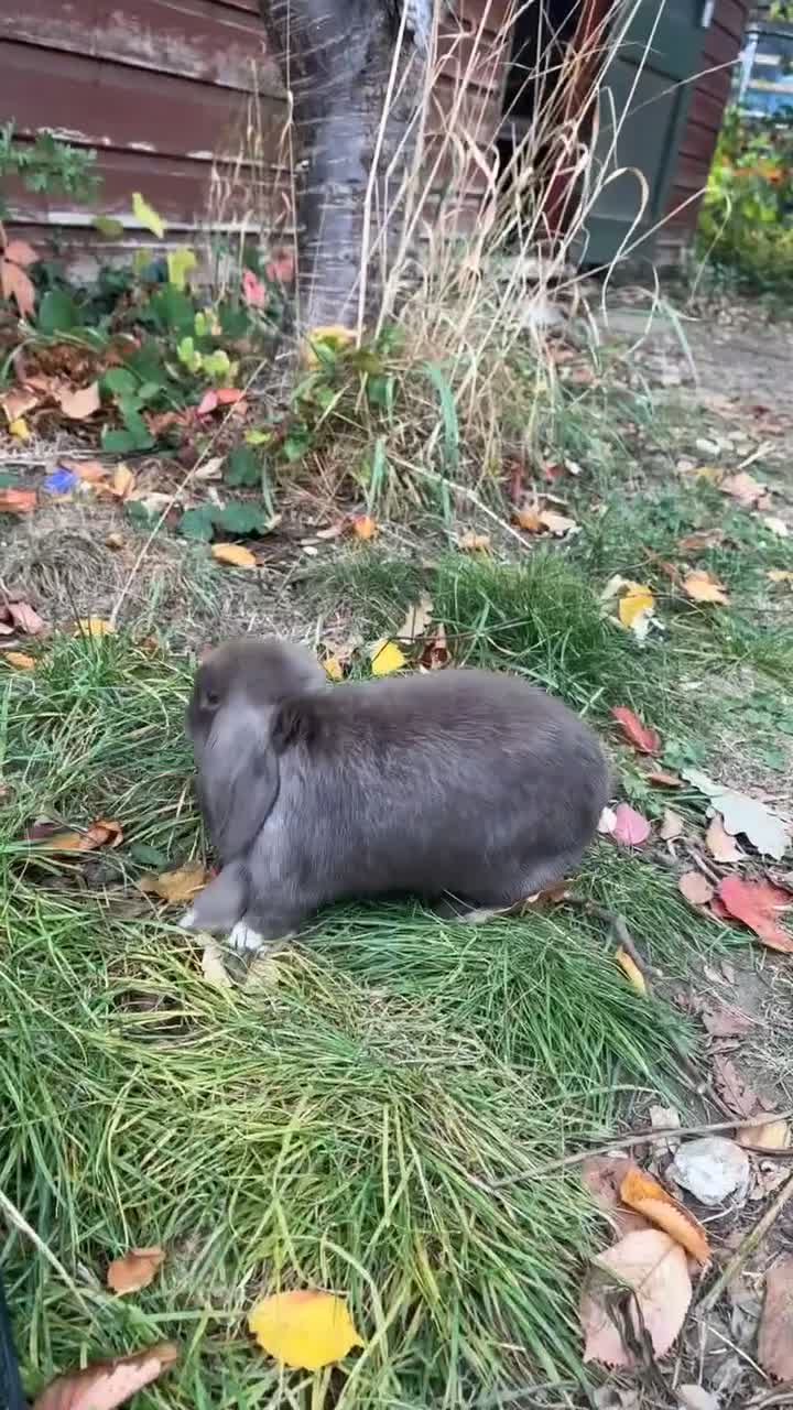 Dwarf Lop rabbits for sale: Beautiful Holland lop bunny - Video 1