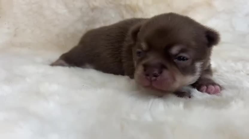 Chihuahua dogs for sale: Chihuahua 2 boys. Chocolate and black  - Video 1