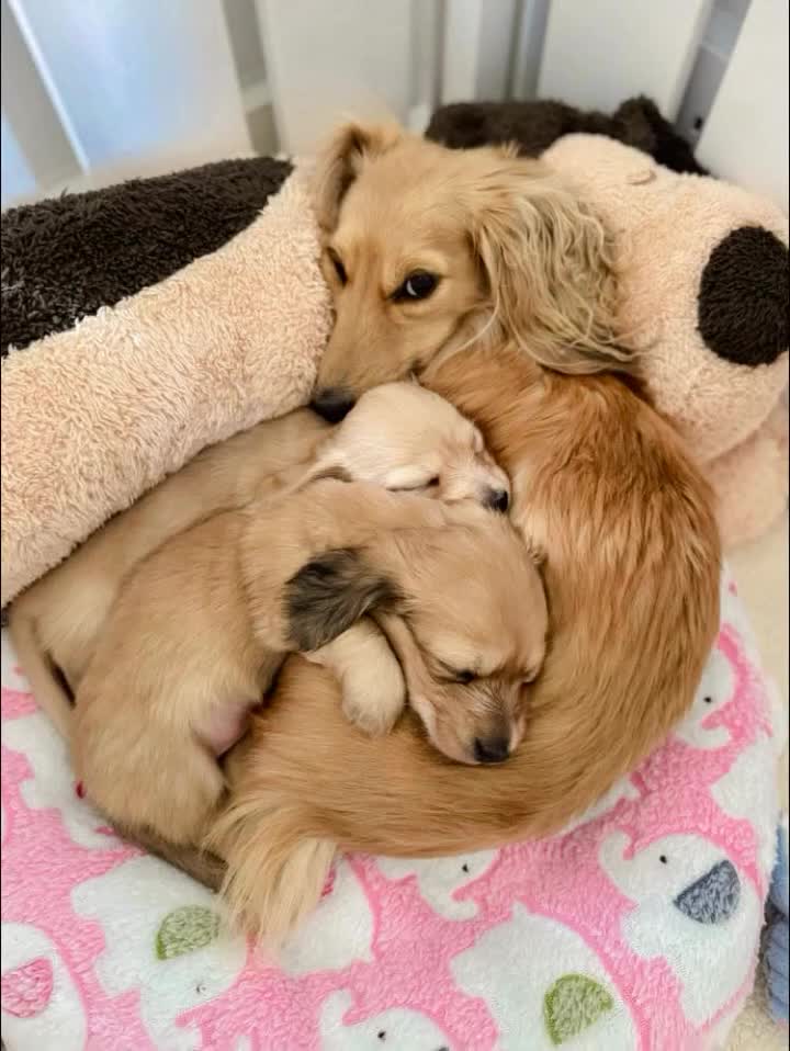 Miniature Dachshund dogs for sale: Kc registered mini long haired dachshund £2200 in Wadhurst - Video 3