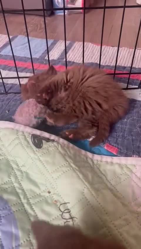 British Longhair cats for sale: Purebred Chocolate British longhair  kittens  - Video 4