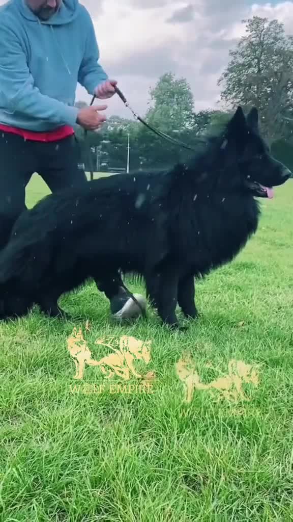 German Shepherd dogs for sale: Beautiful German Shepherd Puppies - Video 1