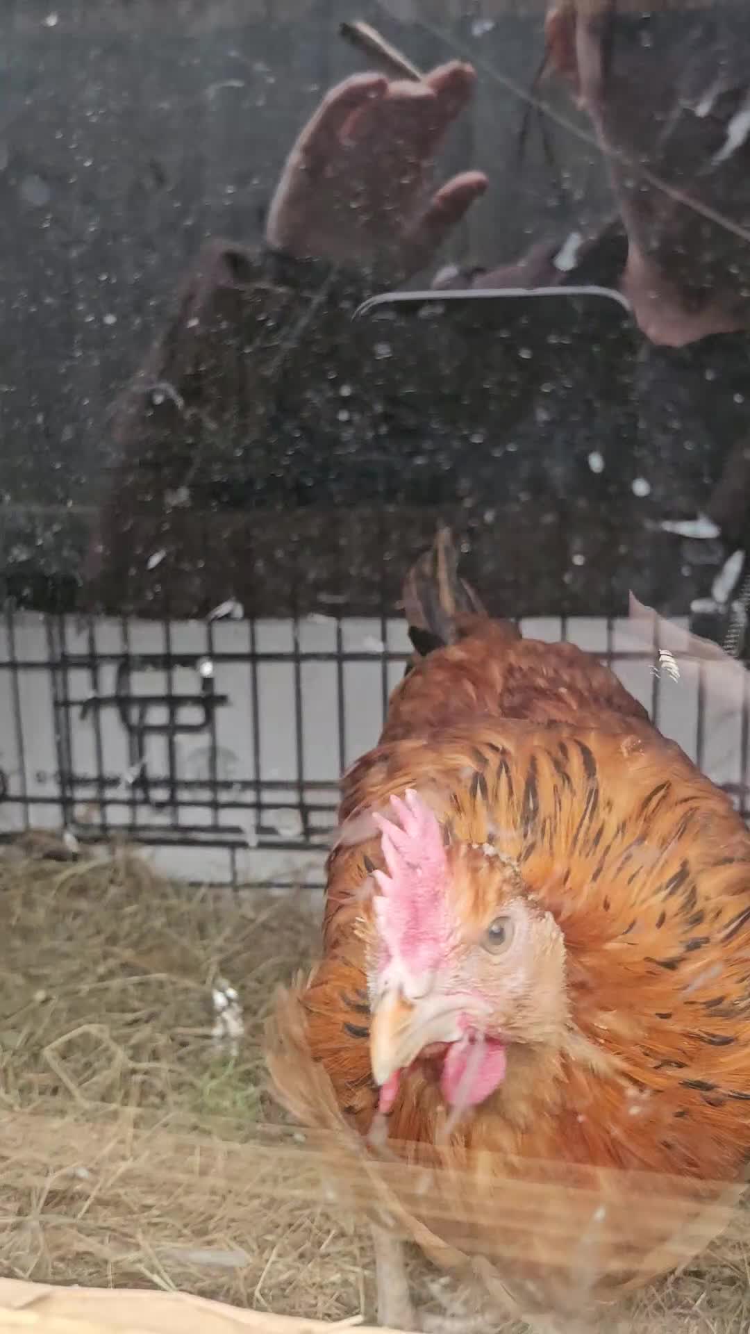 Mixed Breed poultry for sale: 3 x hens near point of lay  - Video 2