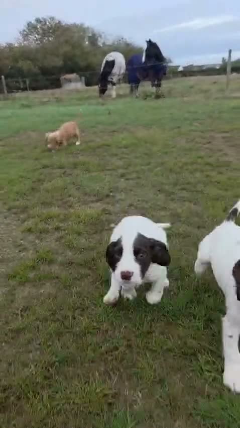 Cocker Spaniel dogs for sale: READY Now 1st vacc working cockers - Video 1