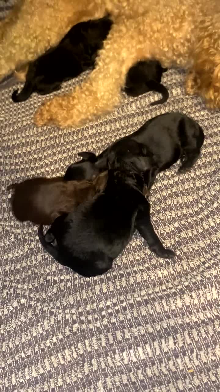 Cockapoo dogs for sale: Cockapoo puppies - Video 2