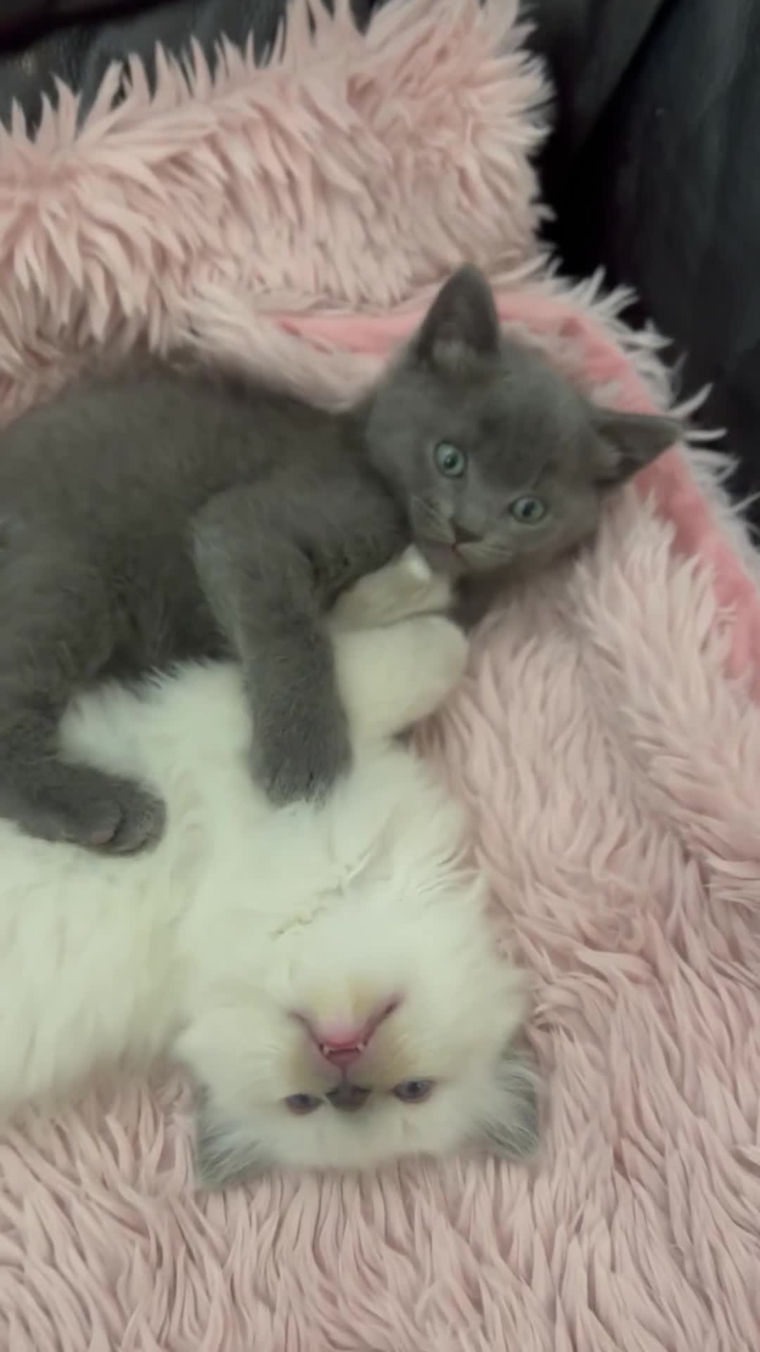Ragdoll cats for sale: Mix Ragdoll and domestic kittens  - Video 4