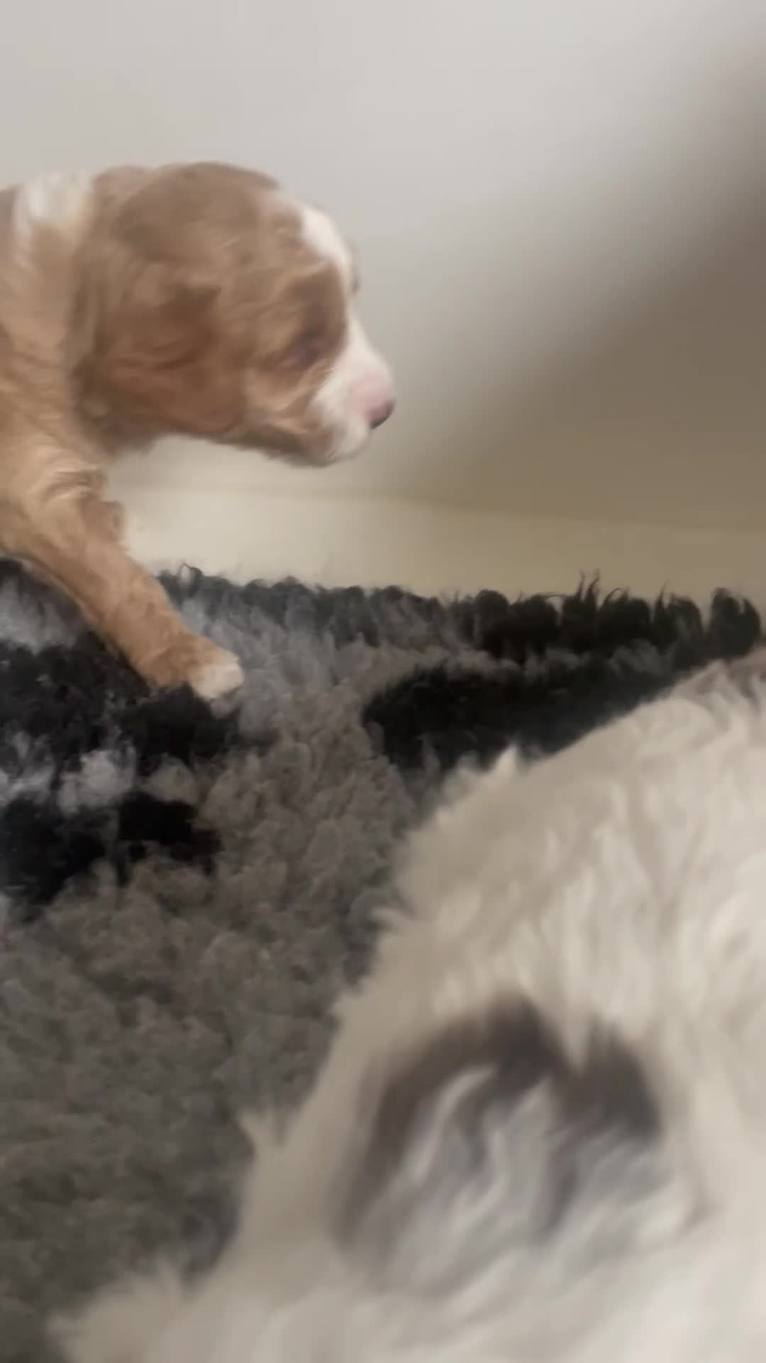 Cockapoo dogs for sale: F1b cockapoo puppies ready now - Video 2