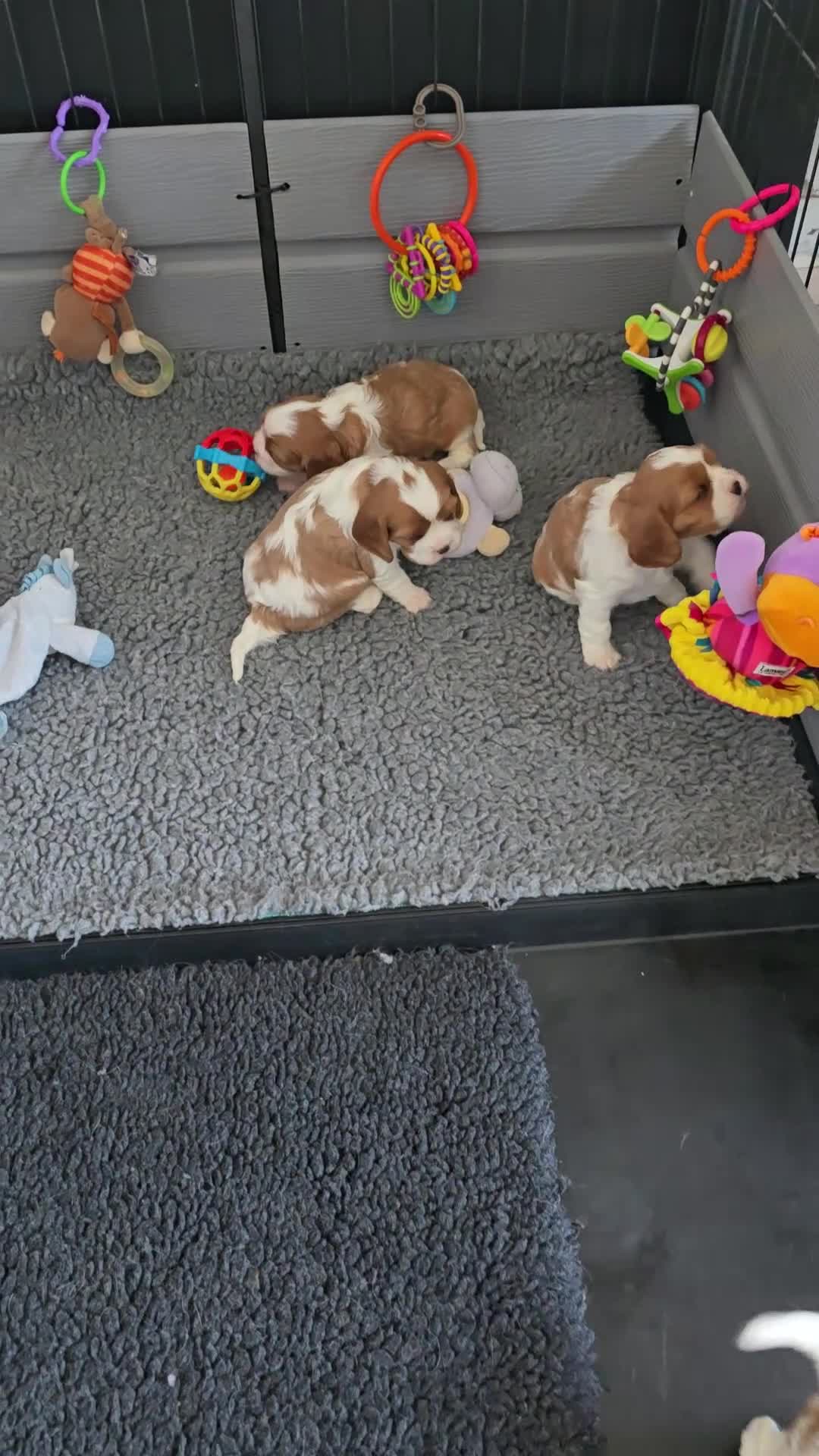 Cavalier King Charles Spaniel dogs for sale: Beautiful  Kc Cavalier  Puppies - Video 1